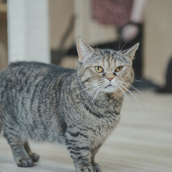 211回　保護猫カフェQsmet（くすめっと）　定例里親譲渡会