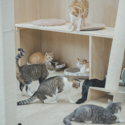 211回　保護猫カフェQsmet（くすめっと）　定例里親譲渡会 サムネイル2