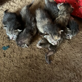 ｷｼﾞﾄﾗ猫5匹