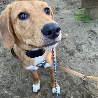 大きなお耳がビーグルみたい！ハピネスガール「リタ」