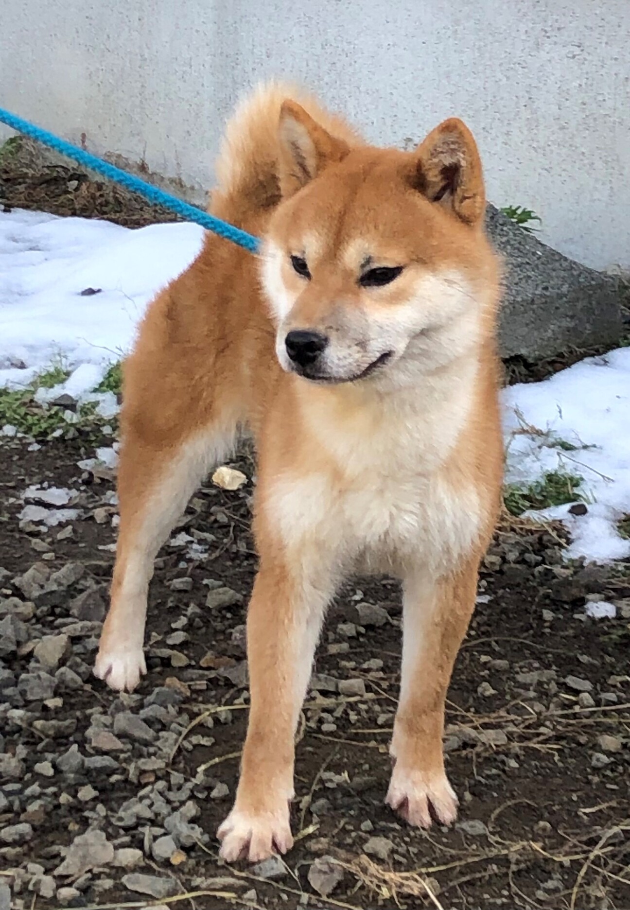 柴犬の男の子 1歳2か月」北海道 - 犬の里親募集(506396) :: ペットの