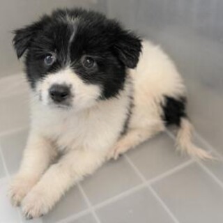 緊急！生後1ケ月の可愛い子犬　12月2日迄