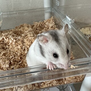 カラーハムスター