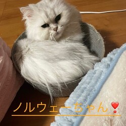 週末はアニマルエイドお見合い大会へ！ サムネイル3