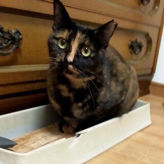 大人しくて甘えたさんのベルちゃん