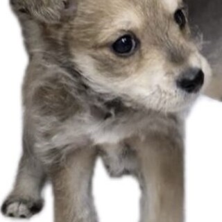 心臓病手術済み、クオーター犬生後１か月