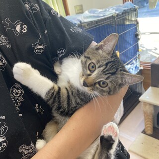 天真爛漫やんちゃBOYのキジ白『トム』