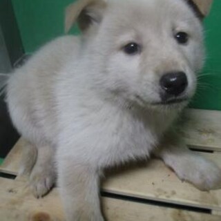 緊急！生後1ケ月の可愛い子犬　