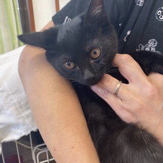 1匹狼派？黒猫『グース』