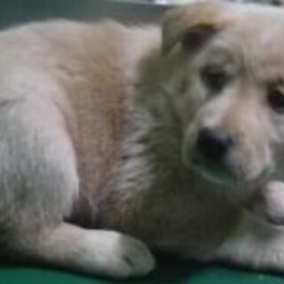 緊急！生後1ケ月の可愛い子犬　