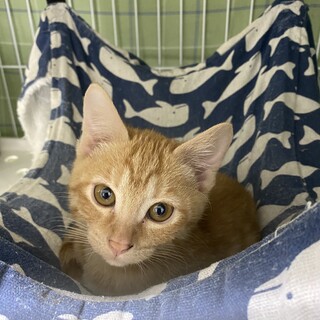 マイペースな茶トラ『チャーリー』