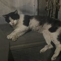 衰弱した老猫さん。