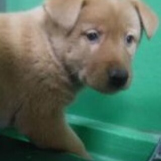 緊急！生後1ケ月の可愛い子犬　