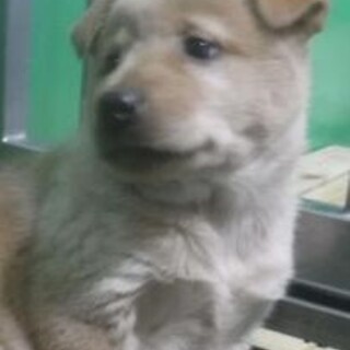 緊急！生後1ケ月の可愛い子犬　