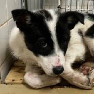 緊急！まだ幼い子犬　収容期限12月5日迄