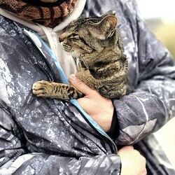 「能登と猫展」 サムネイル3