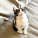 瀕死の状態から元気になりました！ハチワレ女子