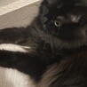 の写真