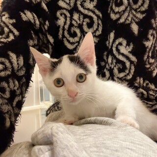 なでなで大好き♡アランちゃん