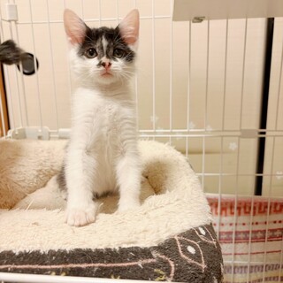 可愛いマスクをした♡アマルちゃん