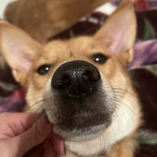 元野犬のつむつむ