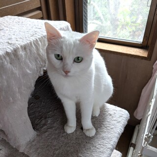 美猫ましろちゃん、医療済