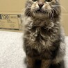 人慣れ抜群！人が大好きな長毛めのキジトラくん