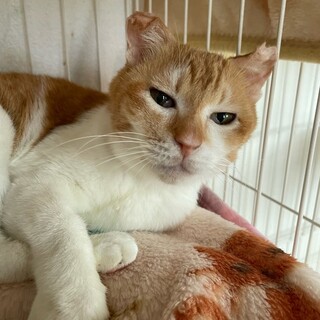 苦労に負けない甘えん坊・チップちゃん