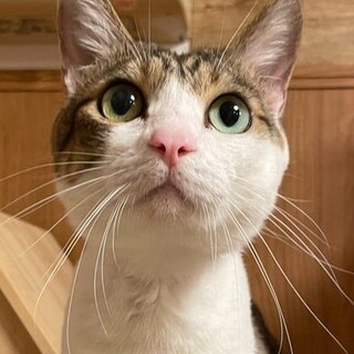 元飼い猫？人なつこい・どんぐりくん