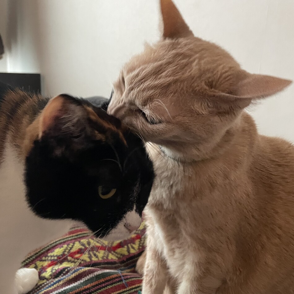 レオナルドのカバー写真