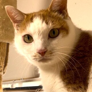 心優しきビビり王子・ファイトくん