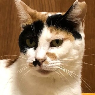 食べるの大好き！すずらんちゃん