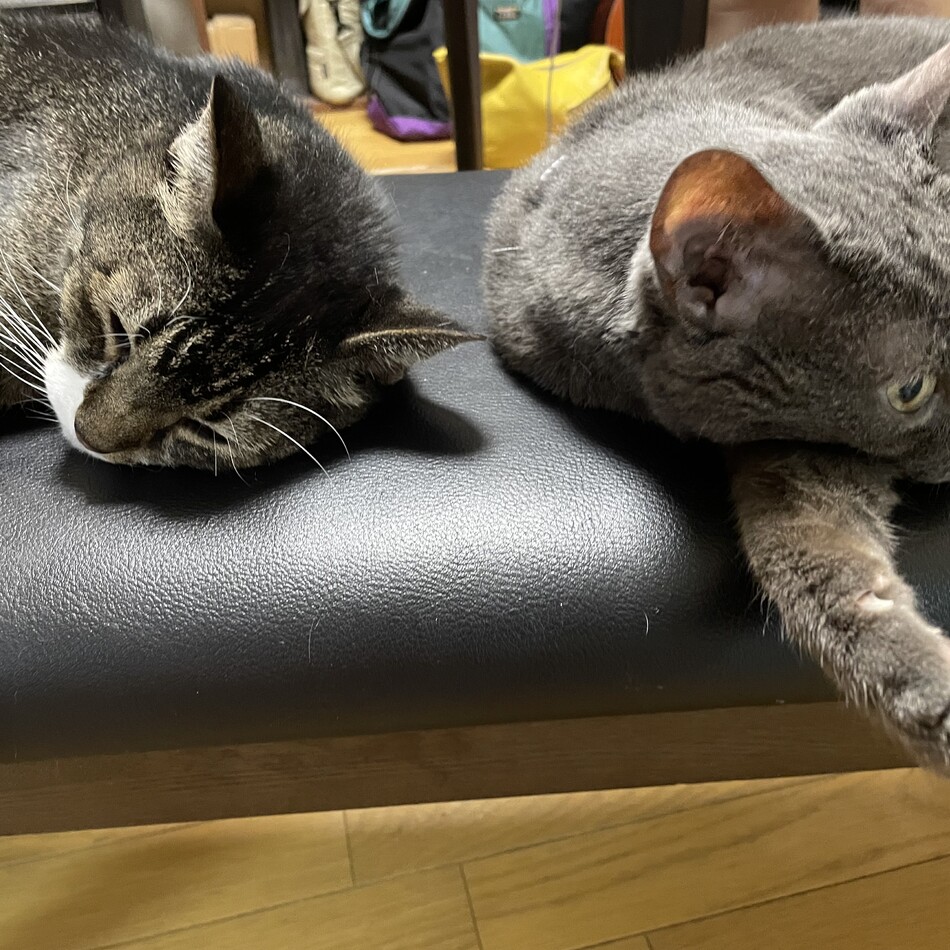 ぴーちゃんのカバー写真