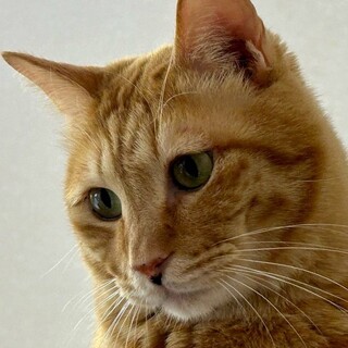 ちょっと困り顔がきゅーと・なボロネーゼくん