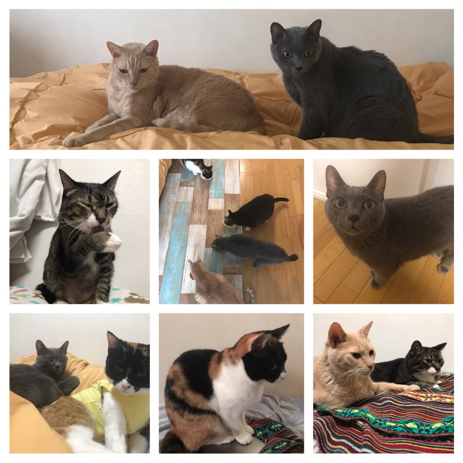 ろっしーのカバー写真