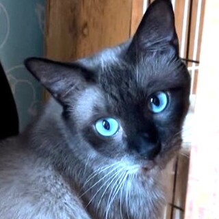 美しいタヌキ！？サファくん