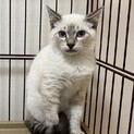 里親決定です！青い目のイケメン猫です！(ららくん)