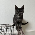 里親決定です！ブラックスモークのるるくん