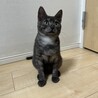 里親決定です！ブラックスモークのるるくん サムネイル2