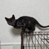 里親決定です！ブラックスモークのるるくん サムネイル3