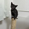 里親決定です！ブラックスモークのるるくん サムネイル5