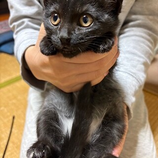 何でもすぐできる様になる賢い　ルナ