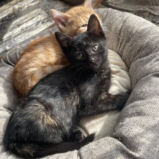 子猫の里親募集!