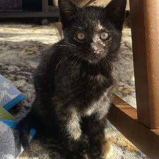 子猫の里親募集!