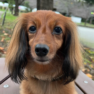 急募！！！募集地域拡張！カニンヘン　茉凜里親募集