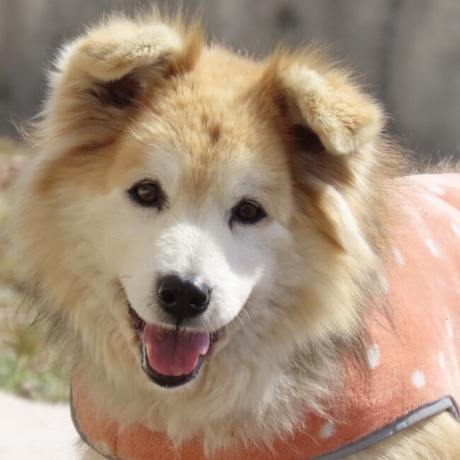 岡山より～保護犬猫の里親さま募集～のカバー写真