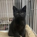 ふわふわ黒猫　タンゴくん　2ヶ月-2ヶ月半