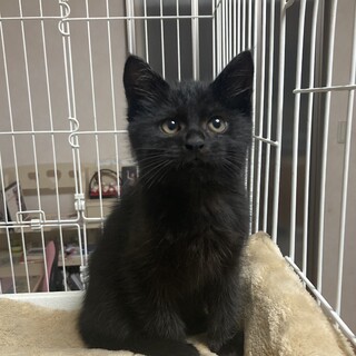 ふわふわ黒猫　タンゴくん　2ヶ月-2ヶ月半