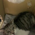 穏やかな性格　ハイジ