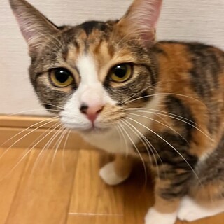 三毛猫　ゆわちゃん